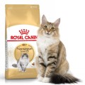 Royal Canin NORWEGIAN FOREST CAT